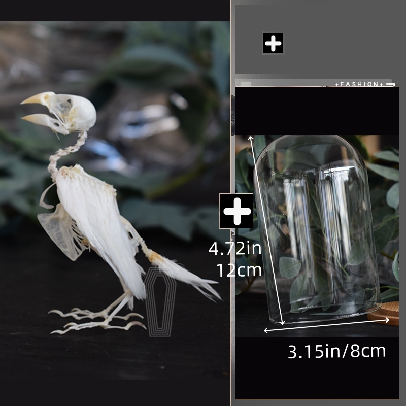 2040 Boutique series Gothic Aviary Skeletal Art Victorian Ornithology Shadowbox Articulated Bone Configuration Artisan Ossuary Bird