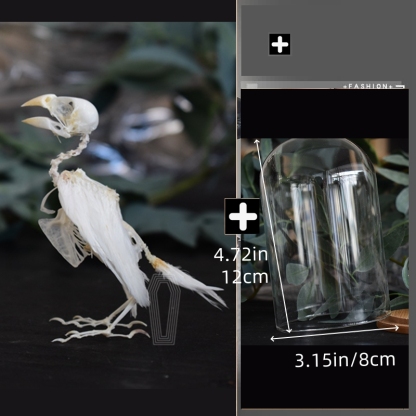 2040 Boutique series Gothic Aviary Skeletal Art Victorian Ornithology Shadowbox Articulated Bone Configuration Artisan Ossuary Bird