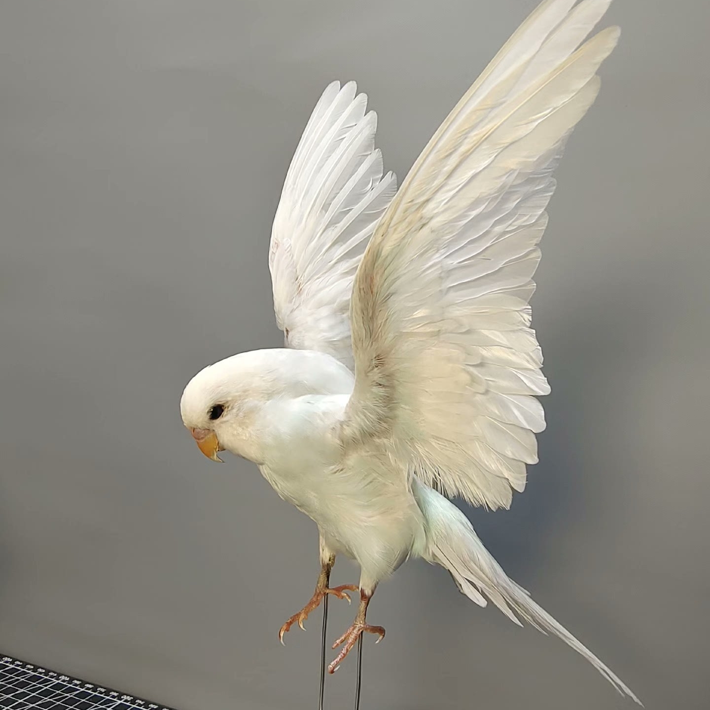 2042 Wholesale Parrot Taxidermy Family Garden Bird Dark specimen Decoration Miniature Halloween Christmas Wedding party supplies