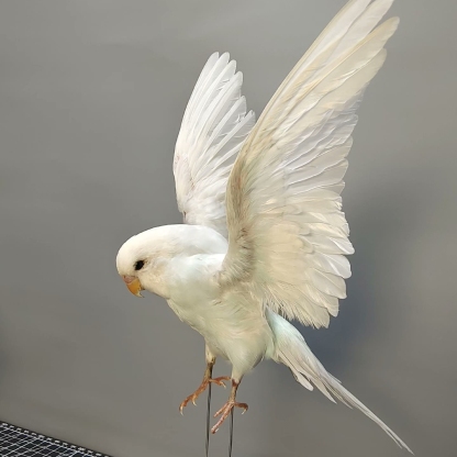 2042 Wholesale Parrot Taxidermy Family Garden Bird Dark specimen Decoration Miniature Halloween Christmas Wedding party supplies