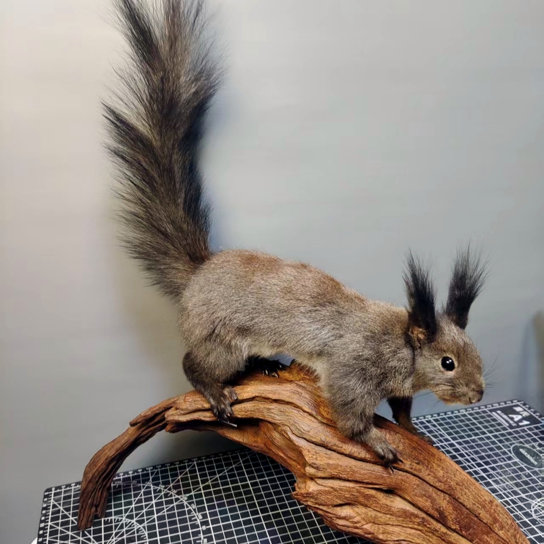 2056 Boutique series Lizard squirrel Taxidermy Animal Specimen Art Home Decor Handmade Craft for Reptile Collectors Gothic Halloween Christmas Gift