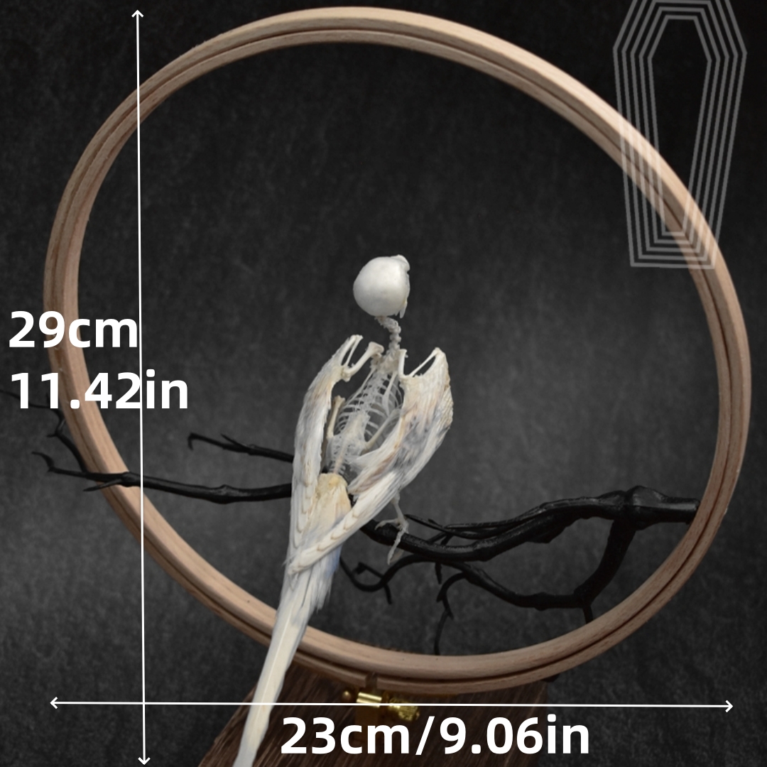 2027 TPasserine Ossuary Shadowbox Gothic Anatomy Artifact Articulated 