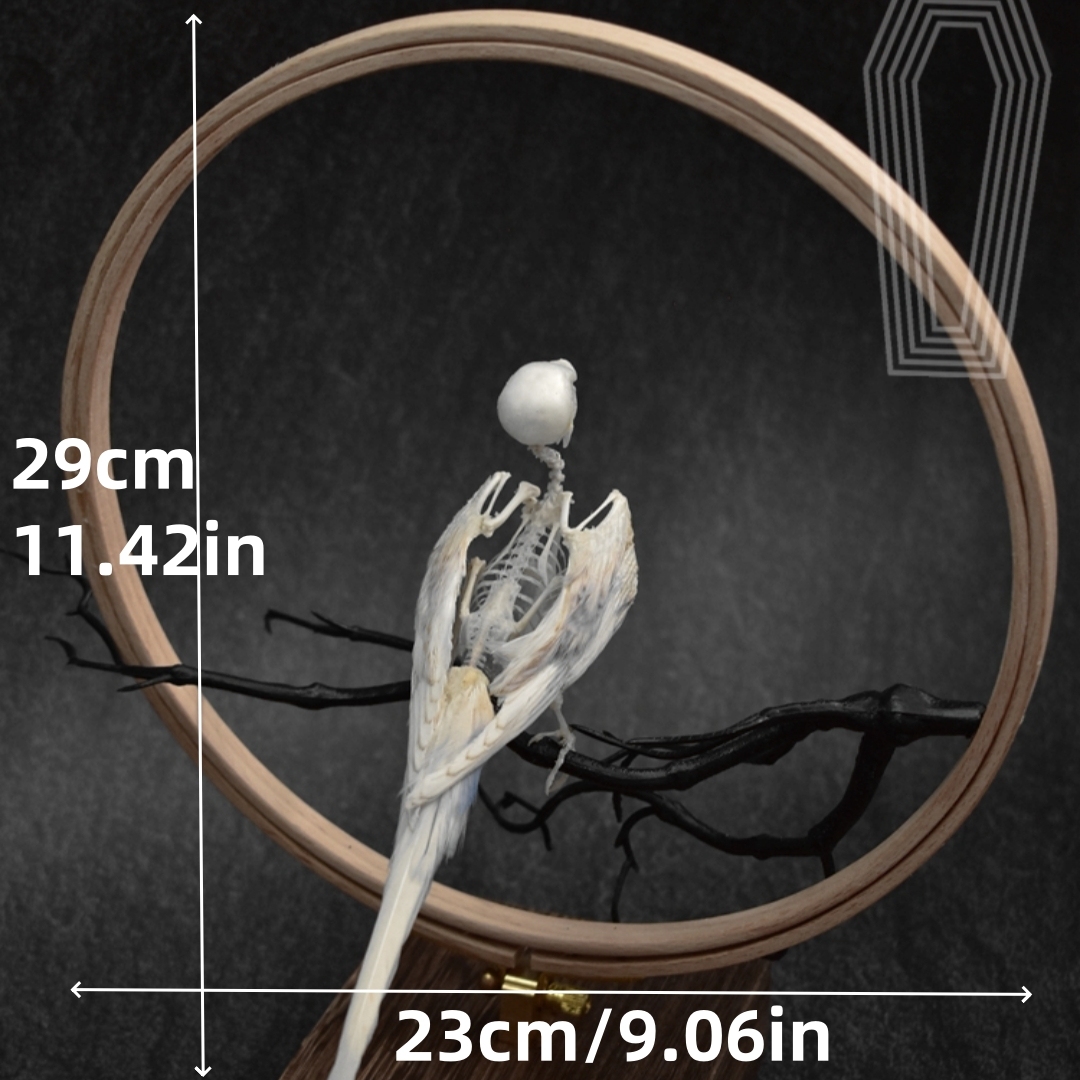 2027 Taxidermy Passerine Ossuary Shadowbox Gothic Anatomy Artifact Articulated Skeletal Artistry Ecclesiastical Bird Bone Assemblage