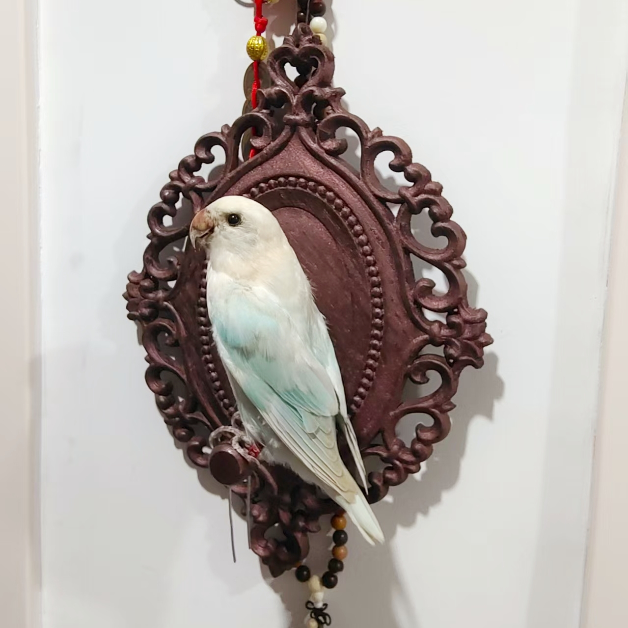 2017 Wholesale Taxidermy Bird Sculpture Retro Decorative Board Home Animal Jewelry Pendant Wedding Supplies Christmas Halloween Gifts