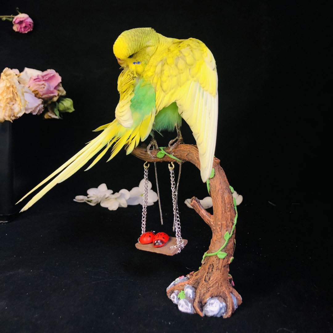 2042 Wholesale Parrot Taxidermy Family Garden Bird Dark specimen Decoration Miniature Halloween Christmas Wedding party supplies