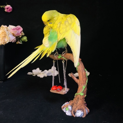 2042 Wholesale Parrot Taxidermy Family Garden Bird Dark specimen Decoration Miniature Halloween Christmas Wedding party supplies