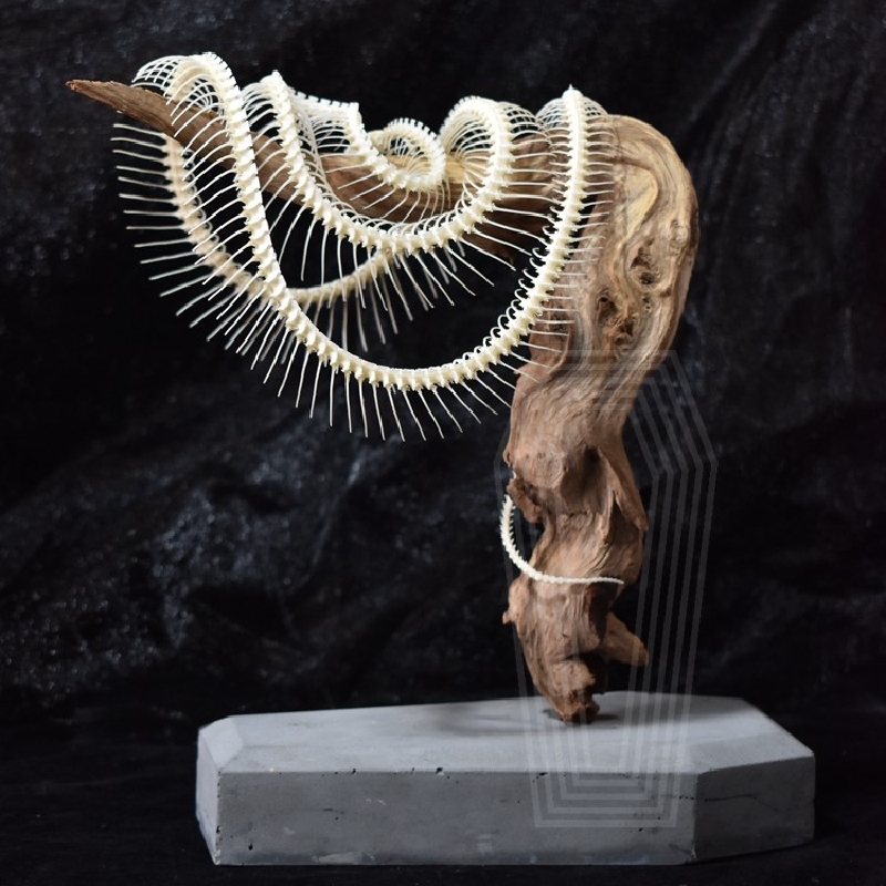 2112 Boutique series Deadwood Coiled Snake Animal Skeleton Specimen Home Decorative Ornaments Sculpture Collection Friends Relatives Gifts