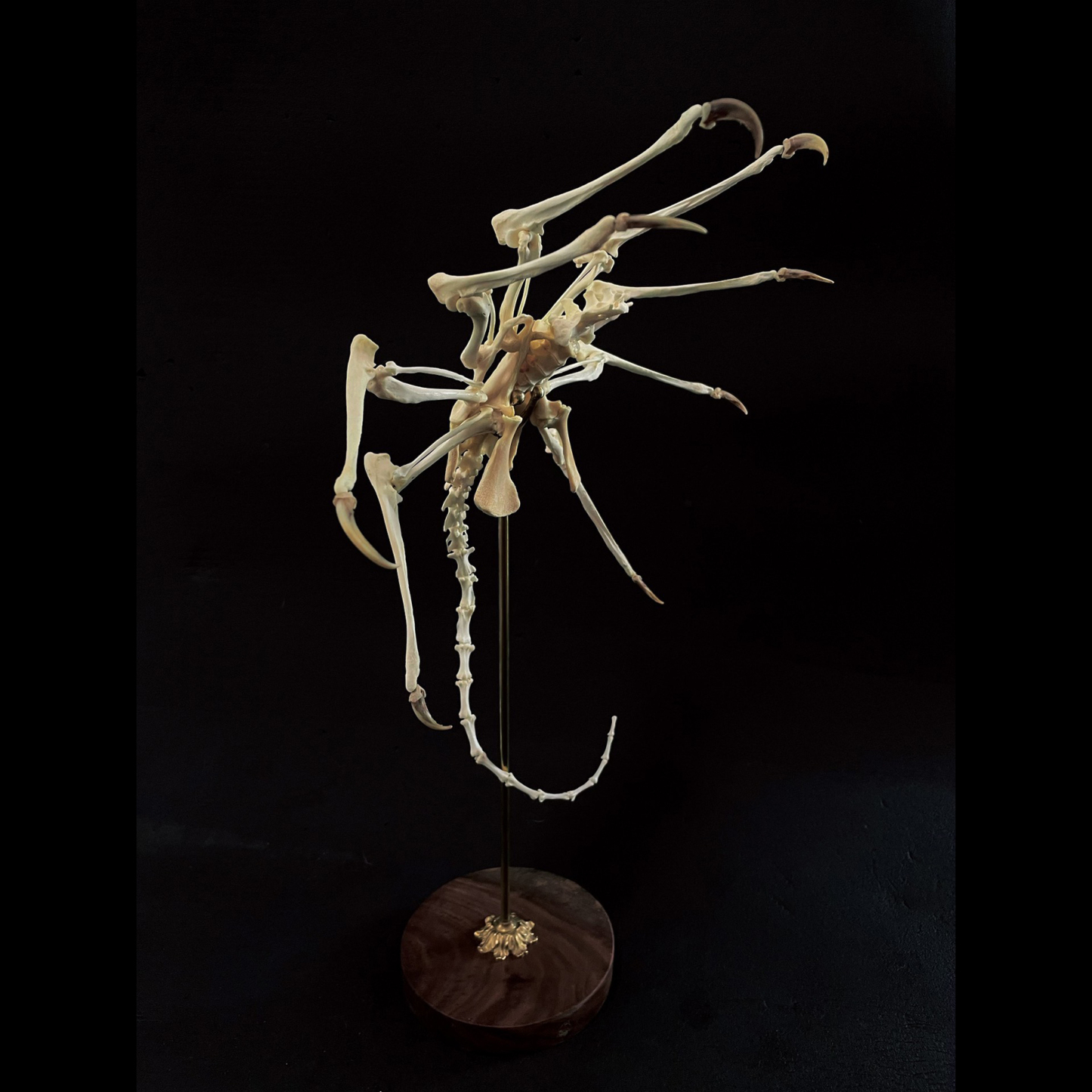 2061 Boutique series  Face bug Taxidermy All bones spliced Handmade Iron Warrior Alien Peripheral products Dark specimen decoration Halloween party supplies