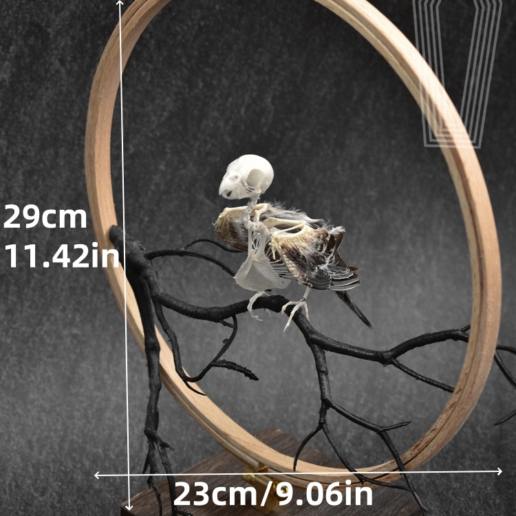 2027 TPasserine Ossuary Shadowbox Gothic Anatomy Artifact Articulated 