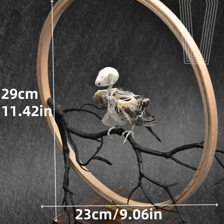 2027 Taxidermy Passerine Ossuary Shadowbox Gothic Anatomy Artifact Articulated Skeletal Artistry Ecclesiastical Bird Bone Assemblage