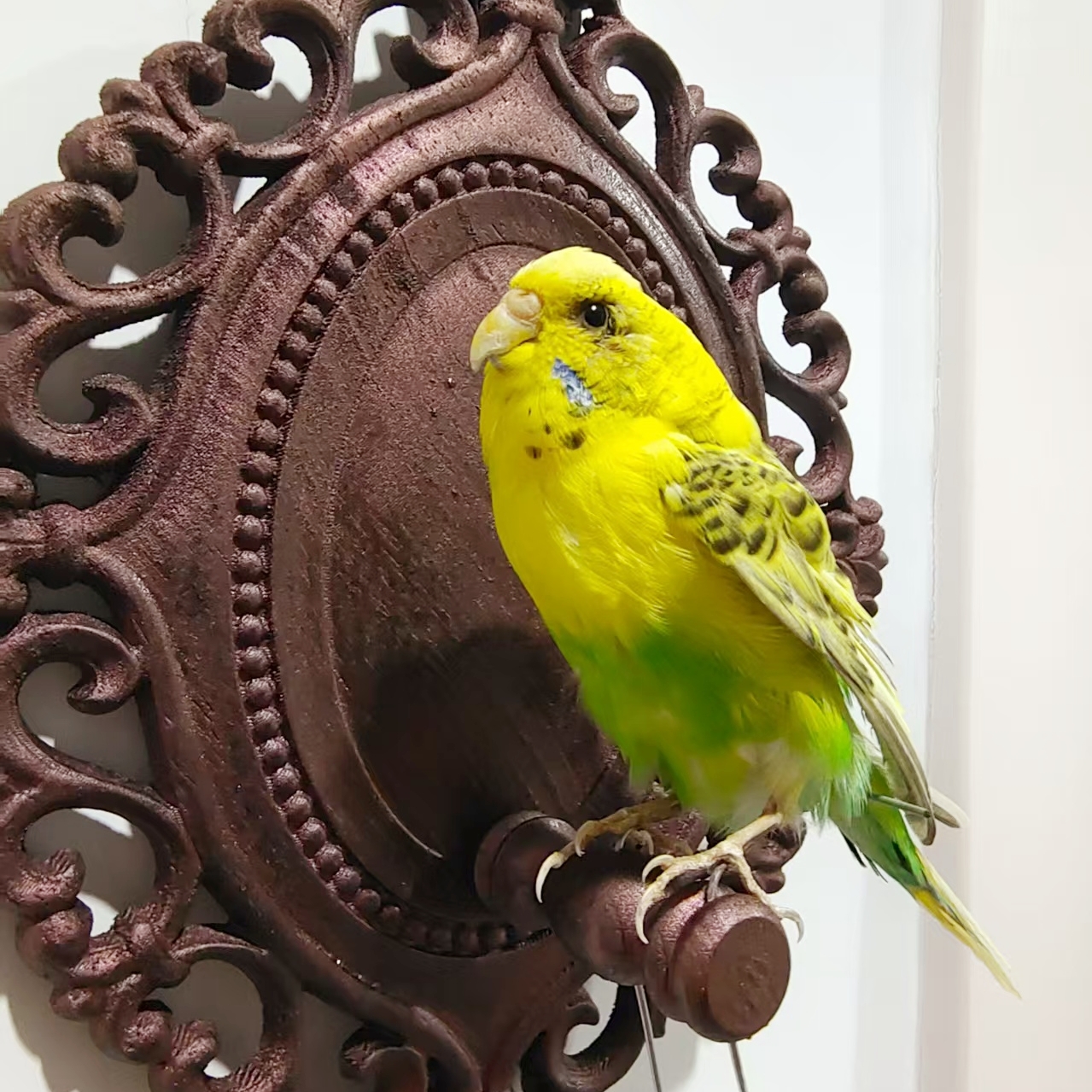 2017 Wholesale Taxidermy Bird Sculpture Retro Decorative Board Home Animal Jewelry Pendant Wedding Supplies Christmas Halloween Gifts