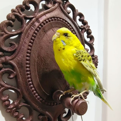 2017 Wholesale Taxidermy Bird Sculpture Retro Decorative Board Home Animal Jewelry Pendant Wedding Supplies Christmas Halloween Gifts