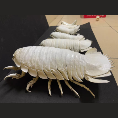 2242 Giant Bathynomus Giganteus Insect Resin Art Decoration Size 40cm Entomological Display Decoration Natural Home Accessories