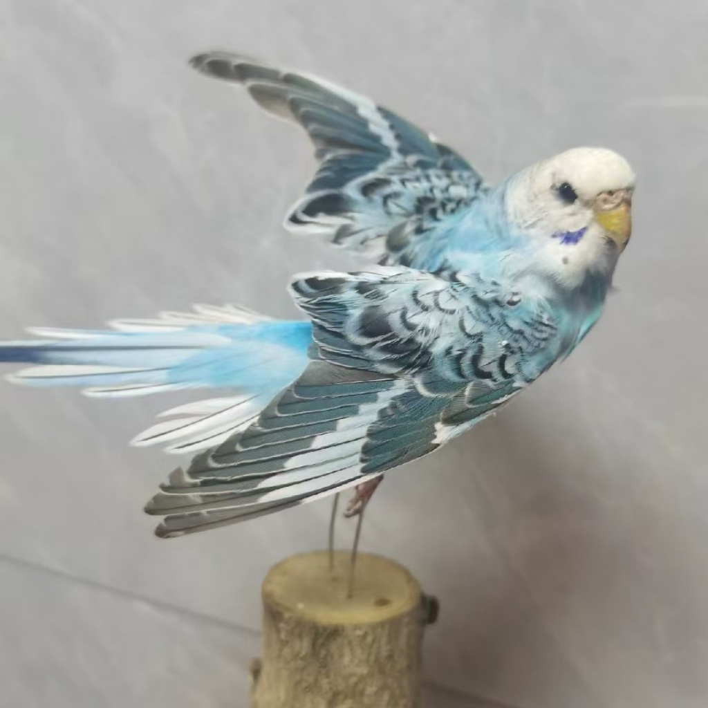 2042 Wholesale Parrot Taxidermy Family Garden Bird Dark specimen Decoration Miniature Halloween Christmas Wedding party supplies