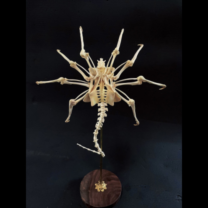 2061 Boutique series  Face bug Taxidermy All bones spliced Handmade Iron Warrior Alien Peripheral products Dark specimen decoration Halloween party supplies