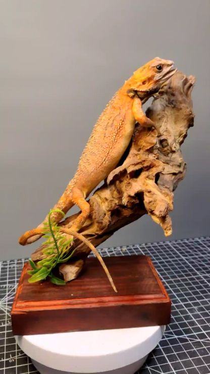 2056 Boutique series Lizard squirrel Taxidermy Animal Specimen Art Home Decor Handmade Craft for Reptile Collectors Gothic Halloween Christmas Gift