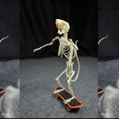 2022 Taxidermy Rodent Skeletal Art Urban Relic Display Gothic Skate Culture Bone Dynamics Artisan Replica Pink Mouse Ossuary Sculpture Art