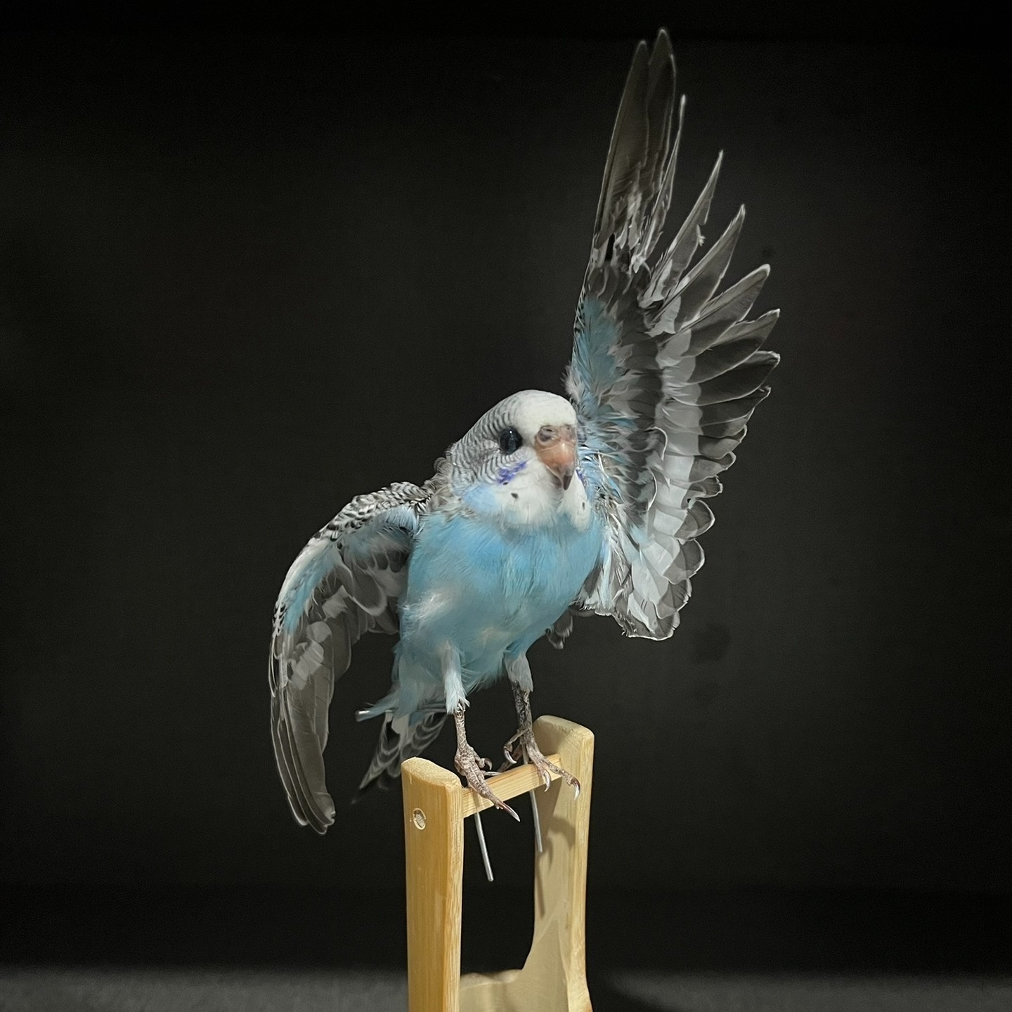 2042 Wholesale Parrot Taxidermy Family Garden Bird Dark specimen Decoration Miniature Halloween Christmas Wedding party supplies