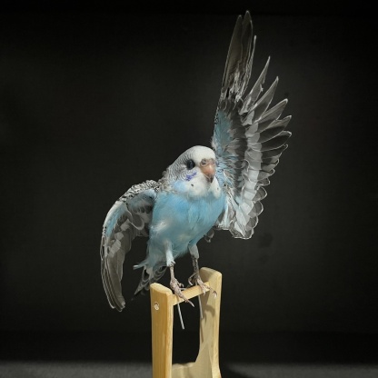 2042 Wholesale Parrot Taxidermy Family Garden Bird Dark specimen Decoration Miniature Halloween Christmas Wedding party supplies