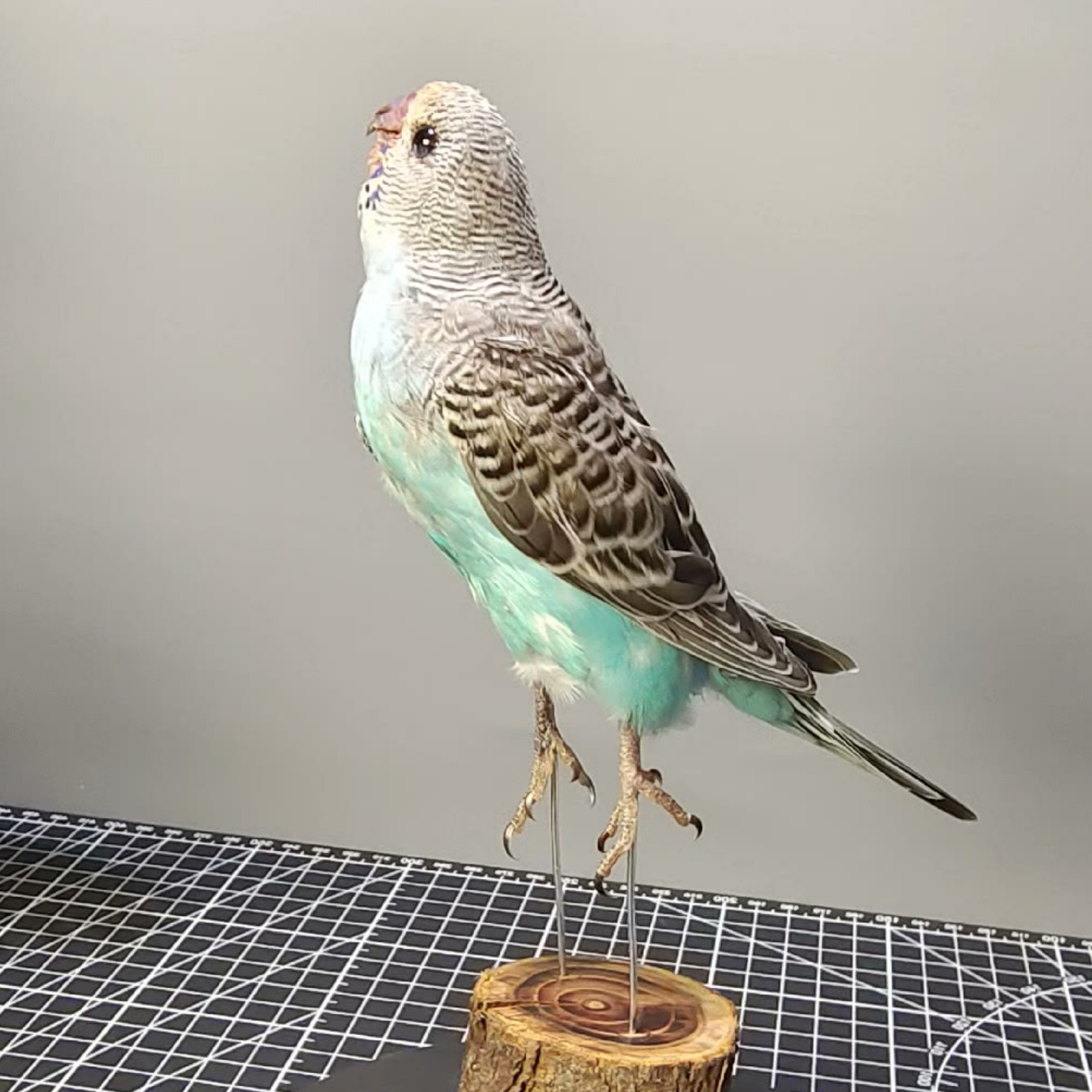 2042 Wholesale Parrot Taxidermy Family Garden Bird Dark specimen Decoration Miniature Halloween Christmas Wedding party supplies