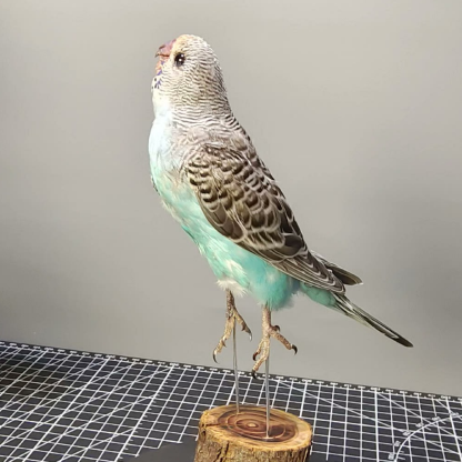 2042 Wholesale Parrot Taxidermy Family Garden Bird Dark specimen Decoration Miniature Halloween Christmas Wedding party supplies