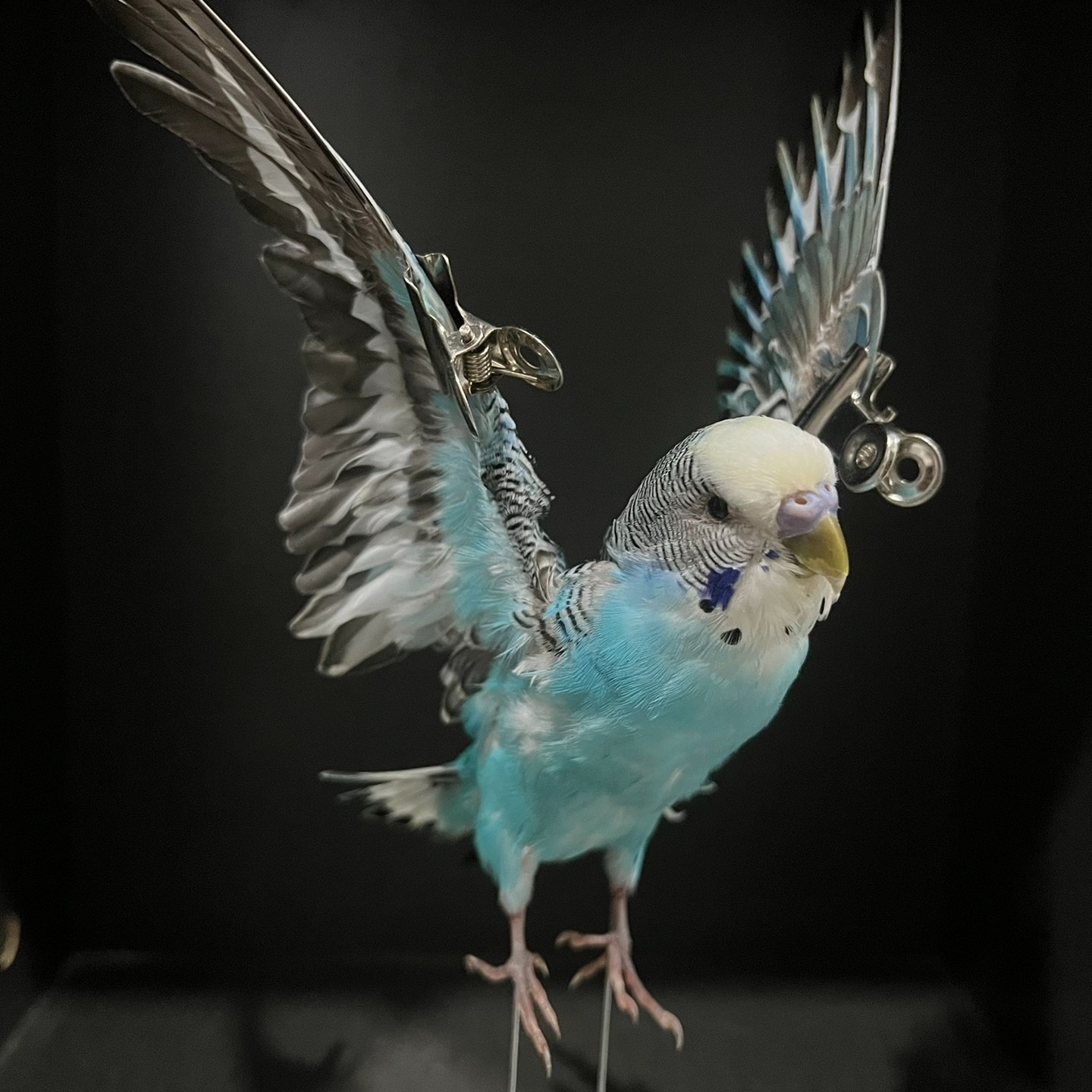 2042 Wholesale Parrot Taxidermy Family Garden Bird Dark specimen Decoration Miniature Halloween Christmas Wedding party supplies