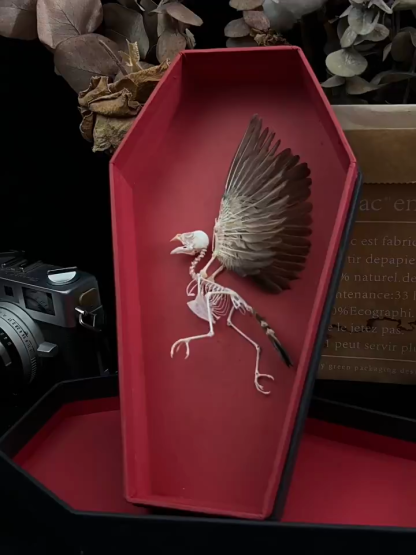 2009 Taxidermy Miniature Coffin Bird Skeleton Gothic Altar Decor Memento Mori Curio Cabinet Mystical Relic Artisan Crafted Display