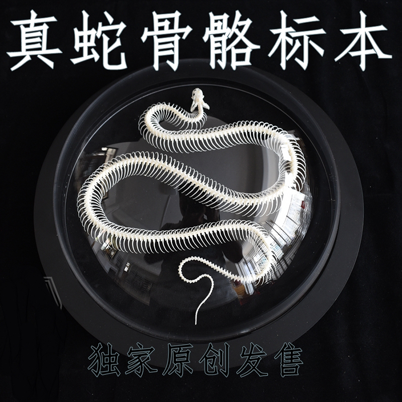2038 Taxidermy Snake Bone Skeleton Specimen in Space Capsule Display Decorative Model Science Education Collection Handmade