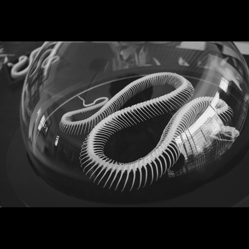 2038 Taxidermy Snake Bone Skeleton Specimen in Space Capsule Display Decorative Model Science Education Collection Handmade