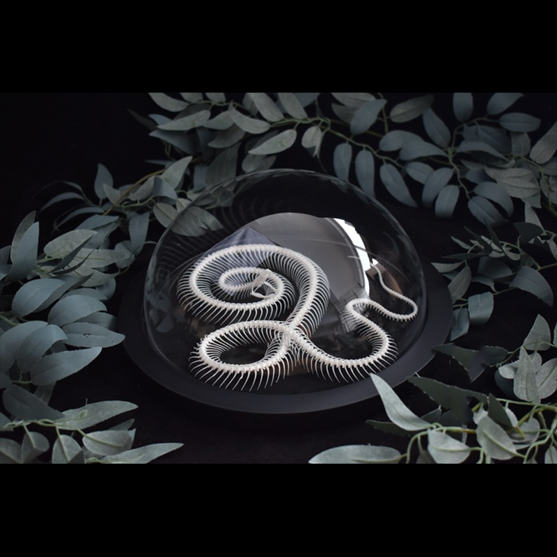 2038 Taxidermy Snake Bone Skeleton Specimen in Space Capsule Display Decorative Model Science Education Collection Handmade