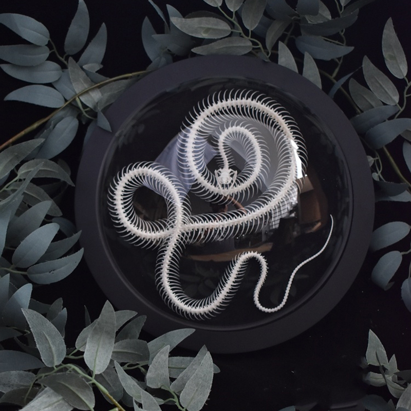2038 Taxidermy Snake Bone Skeleton Specimen in Space Capsule Display Decorative Model Science Education Collection Handmade