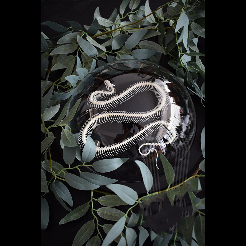 2038 Taxidermy Snake Bone Skeleton Specimen in Space Capsule Display Decorative Model Science Education Collection Handmade