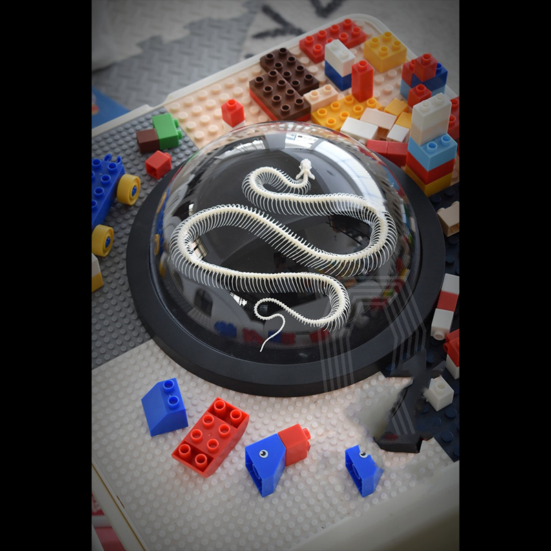 2038 Taxidermy Snake Bone Skeleton Specimen in Space Capsule Display Decorative Model Science Education Collection Handmade