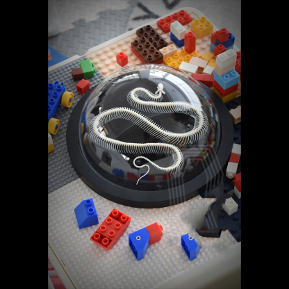 2038 Taxidermy Snake Bone Skeleton Specimen in Space Capsule Display Decorative Model Science Education Collection Handmade