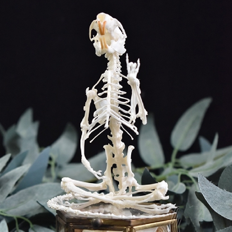 2011 Taxidermy Meditating Rodent Skeleton Zen Art Mystical Body Sculpture Contemplative Creature Shadowbox Display Handcrafted