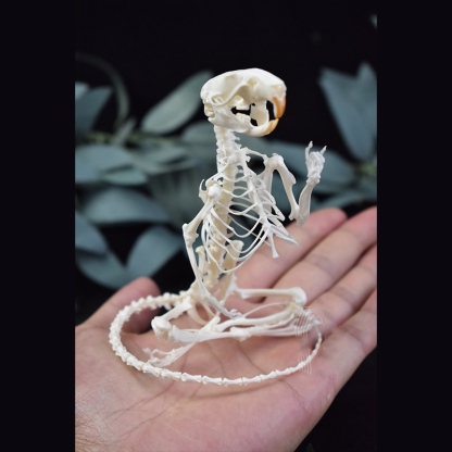 2011 Taxidermy Meditating Rodent Skeleton Zen Art Mystical Body Sculpture Contemplative Creature Shadowbox Display Handcrafted
