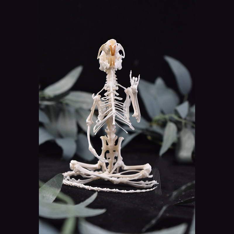2011 Taxidermy Meditating Rodent Skeleton Zen Art Mystical Body Sculpture Contemplative Creature Shadowbox Display Handcrafted