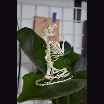 2011 Taxidermy Meditating Rodent Skeleton Zen Art Mystical Body Sculpture Contemplative Creature Shadowbox Display Handcrafted
