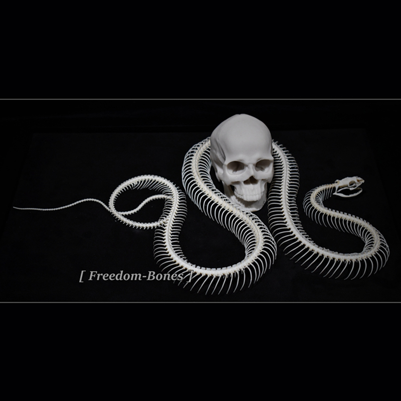 2032 Txidermy Ophidian Skeletal Art Shadowbox Gothic Anatomy Display Articulated Bone Configuration Replica Serpentine Ossuary Framed Art