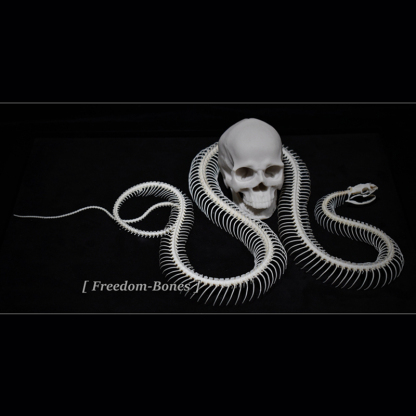 2032 Txidermy Ophidian Skeletal Art Shadowbox Gothic Anatomy Display Articulated Bone Configuration Replica Serpentine Ossuary Framed Art