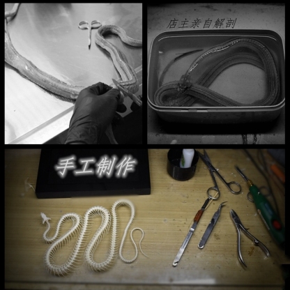 2032 Txidermy Ophidian Skeletal Art Shadowbox Gothic Anatomy Display Articulated Bone Configuration Replica Serpentine Ossuary Framed Art