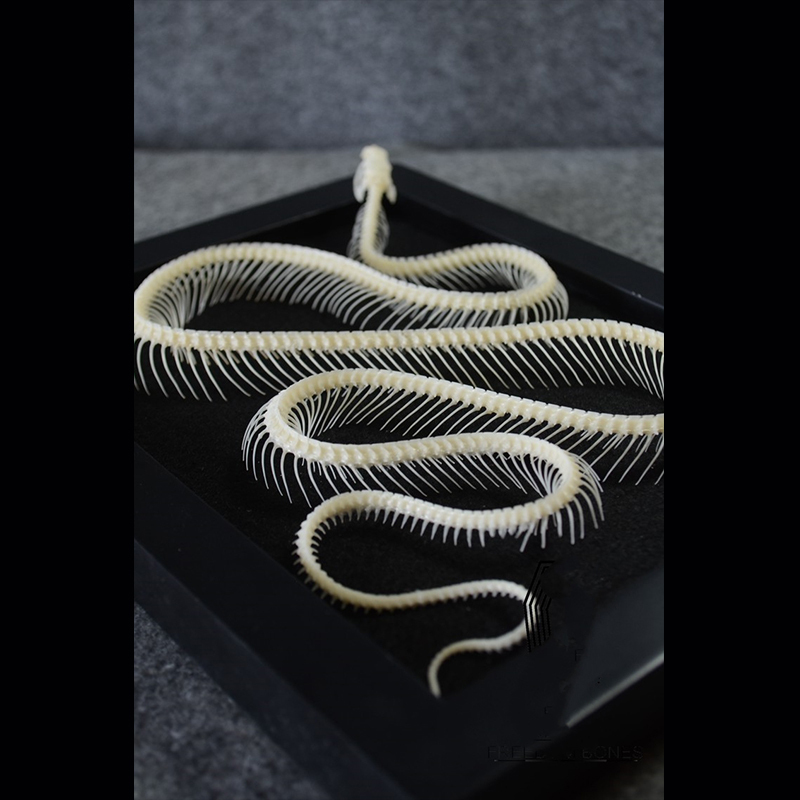 2032 Txidermy Ophidian Skeletal Art Shadowbox Gothic Anatomy Display Articulated Bone Configuration Replica Serpentine Ossuary Framed Art