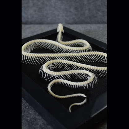 2032 Txidermy Ophidian Skeletal Art Shadowbox Gothic Anatomy Display Articulated Bone Configuration Replica Serpentine Ossuary Framed Art