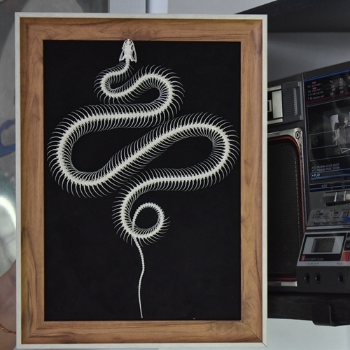 2032 Txidermy Ophidian Skeletal Art Shadowbox Gothic Anatomy Display Articulated Bone Configuration Replica Serpentine Ossuary Framed Art