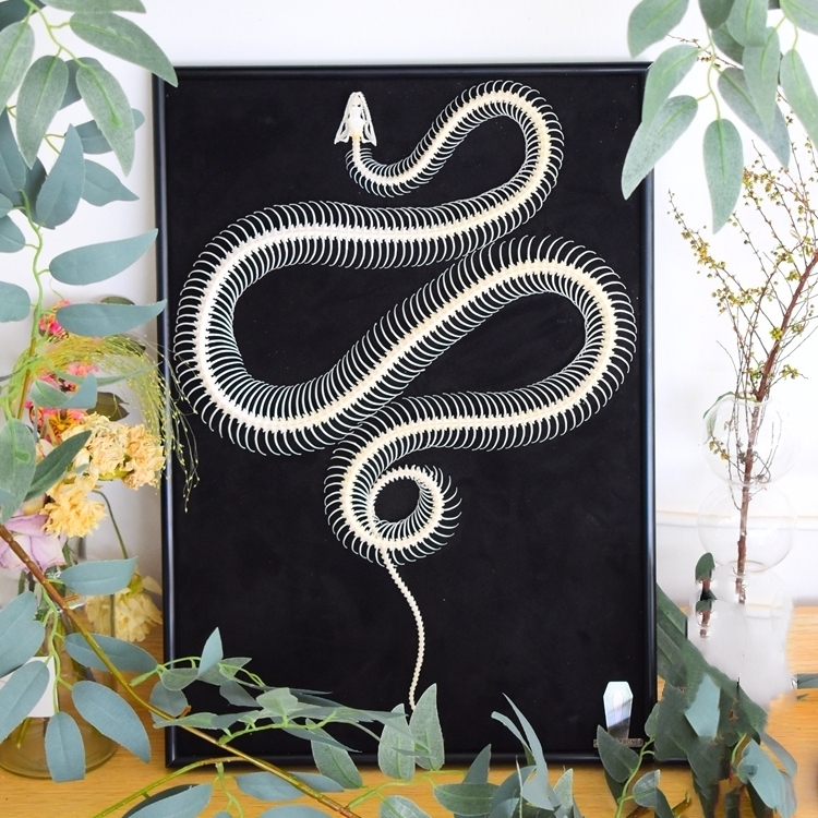2032 Txidermy Ophidian Skeletal Art Shadowbox Gothic Anatomy Display Articulated Bone Configuration Replica Serpentine Ossuary Framed Art