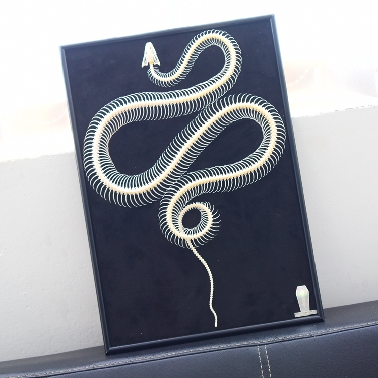 2032 Txidermy Ophidian Skeletal Art Shadowbox Gothic Anatomy Display Articulated Bone Configuration Replica Serpentine Ossuary Framed Art