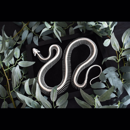 2032 Txidermy Ophidian Skeletal Art Shadowbox Gothic Anatomy Display Articulated Bone Configuration Replica Serpentine Ossuary Framed Art