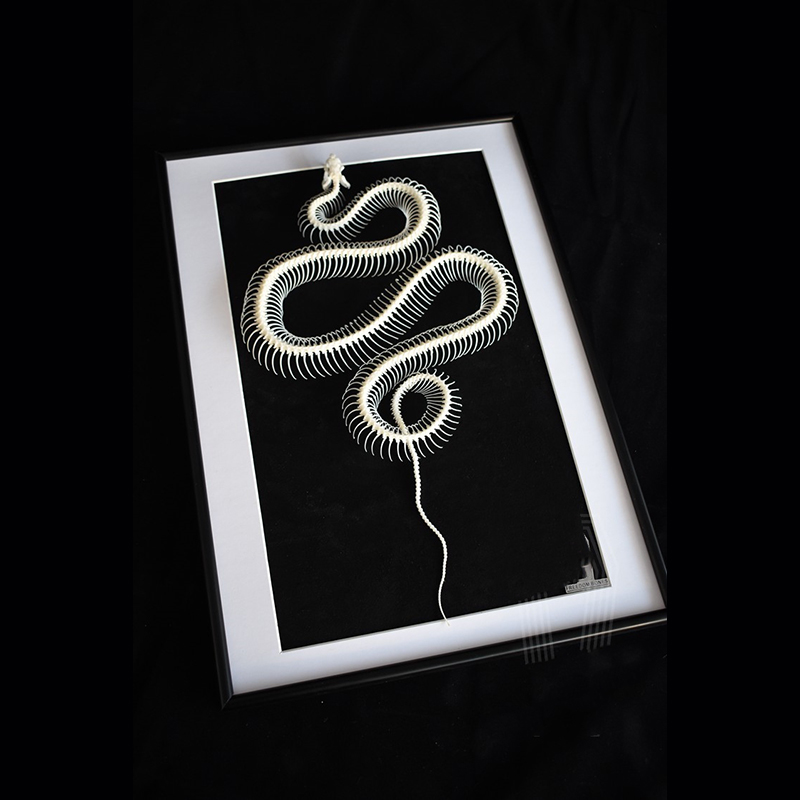 2032 Txidermy Ophidian Skeletal Art Shadowbox Gothic Anatomy Display Articulated Bone Configuration Replica Serpentine Ossuary Framed Art