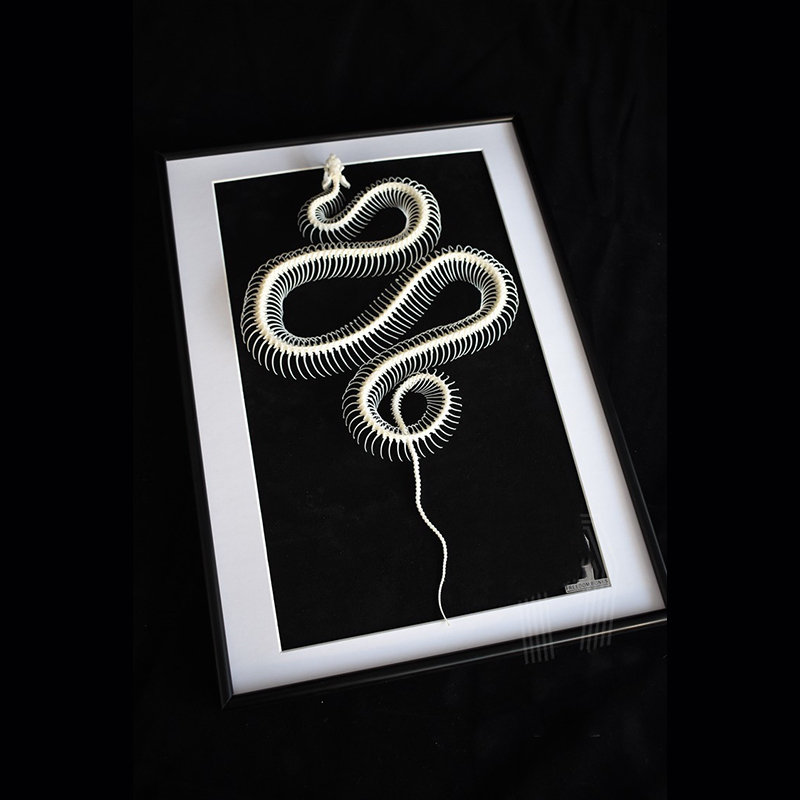 2032 Txidermy Ophidian Skeletal Art Shadowbox Gothic Anatomy Display Articulated Bone Configuration Replica Serpentine Ossuary Framed Art