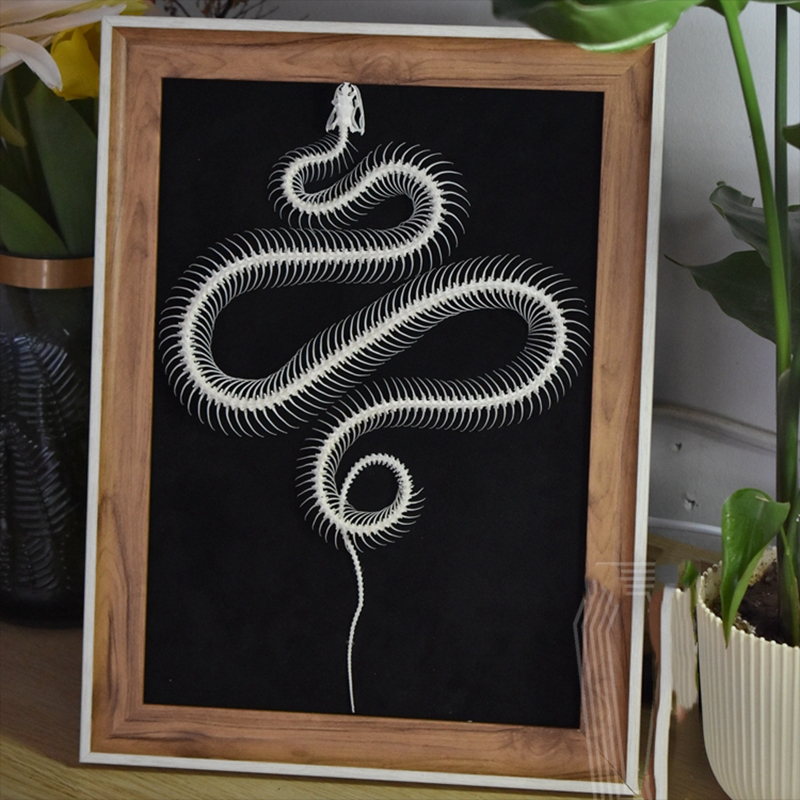 2032 Txidermy Ophidian Skeletal Art Shadowbox Gothic Anatomy Display Articulated Bone Configuration Replica Serpentine Ossuary Framed Art